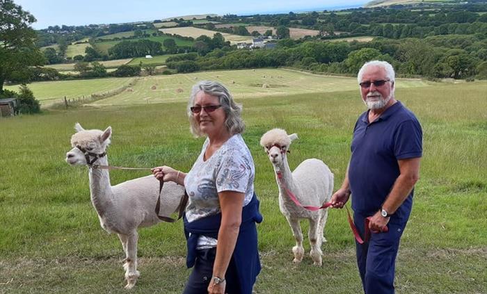 Pembrokeshire Alpaca Trekking